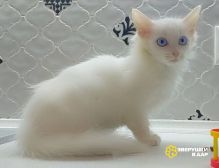 Белый синеглазый пушистый котенок Сапфира в добрые руки