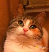 Очаровательный трехцветный котенок Василиса в дар