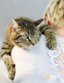 Шикарный полосатый кот Доцент в добрые руки