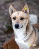 Улыбка на лапках — Бетти 1 год, всего 11 кг счастья!