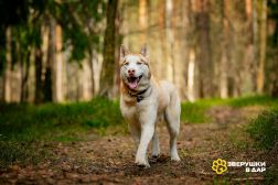 Красавчик хаски Харт в добрые руки