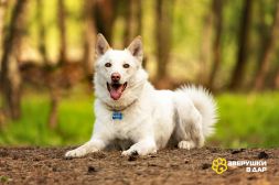 Красавчик Амир в добрые руки.