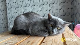 Друзья, ищет дом кошечка Дымка. 