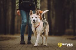 Марко ищет дом и семью!