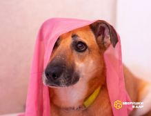 Яркая звездочка Ригель ищет дом