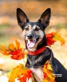 Необычная собака-лань Елисея в добрые руки