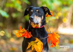 Мужественный красавец Кир в добрые руки.