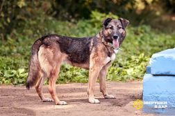 Молодой добрый пёс Арго в добрые руки