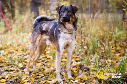 Добрый, адекватный пёс, друг кошек