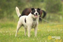 Замечательный песик Бим в дар