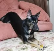 Кенди – веселушка и хохотушка ищет семью!