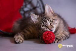 Красивый котёночек Пупсик в дар