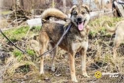 Отдам собаку Сайру в хорошие руки