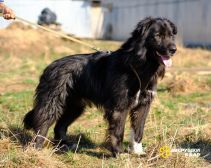 Буран ищет дом!