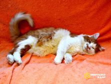 Харизматичный чеширский кот ищет дом