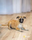 Комочек ласки и нежности Лизи ищет дом.