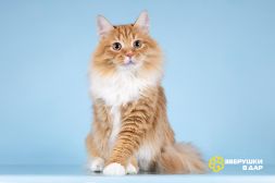 Для рыжего лапочки по имени Пушкин ищем самые добрые руки. 