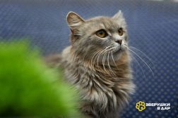 1 Очень ласковая и спокойная кошечка Дымка в дар