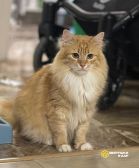 Дружелюбный котик Марсик в добрые руки 