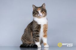 Молодая кошачья семья ищет дом. 