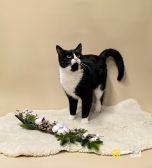 1 Очень добрый и спокойный кот Наф-Наф в добрые руки