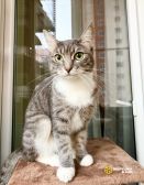 IMG_0049 Изящная полосатая кошечка Шурочка ищет дом, в добрые руки