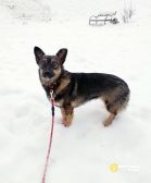 Совсем маленькая собачка, 7 кг