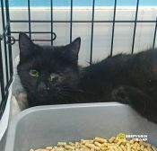 Котенок Джой в добрые руки