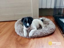 Маленький хорошенький белый щенок