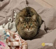 Верочка ищет родной дом