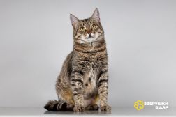 Красавица Карамель ищет дом.