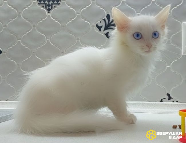 Белый синеглазый пушистый котенок Сапфира в добрые руки