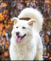 Белая красавица собака Белка в добрые руки