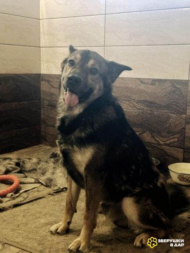 Мухтар ищет дом.