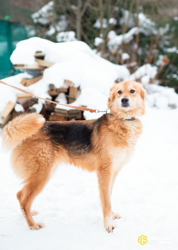 Мягкая и ласковая молодая собака