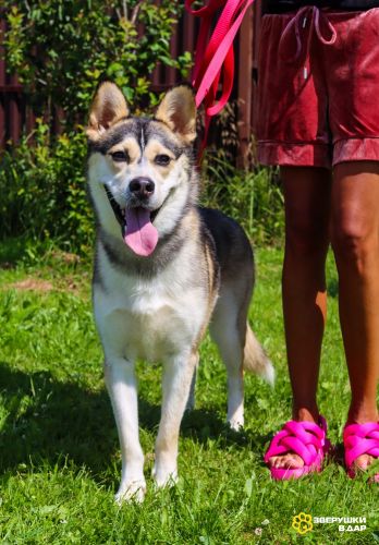 Ася умная, добрая и послушная. Ищет семью!