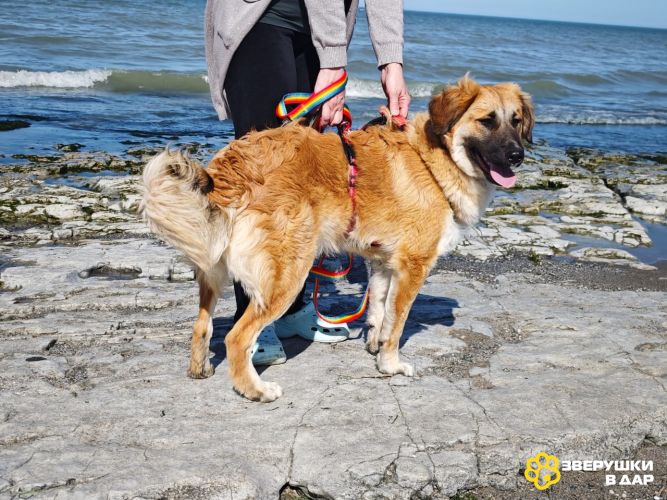 Метис лабрадора Амир- отличный компаньон! Щенок-подросток