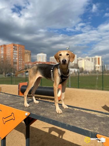 Южная очаровашка Джуна ищет дом!