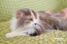 Изображение WhatsApp 2024-08-16 в 08.06.02_24fc3f26