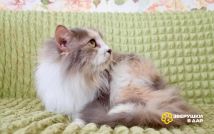 Изображение WhatsApp 2024-08-16 в 08.06.02_740c94af