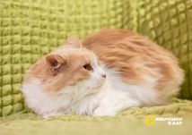 Изображение WhatsApp 2024-07-01 в 12.29.22_15b01a50