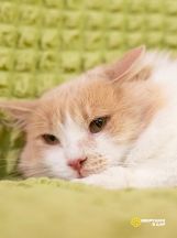 Изображение WhatsApp 2024-07-01 в 12.29.23_36d28655