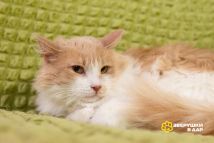 Изображение WhatsApp 2024-07-01 в 12.29.23_cef83c02