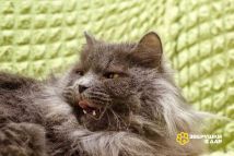 Изображение WhatsApp 2024-06-06 в 07.59.32_6f350a19