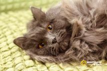 Изображение WhatsApp 2024-06-06 в 07.59.32_7d90ccdf