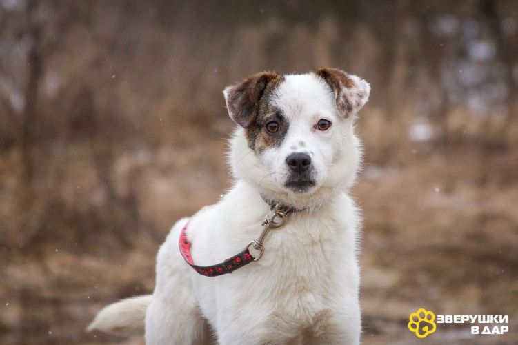 Миниатюрная молоденькая Даффи ищет дом! Вес всего 7 кг