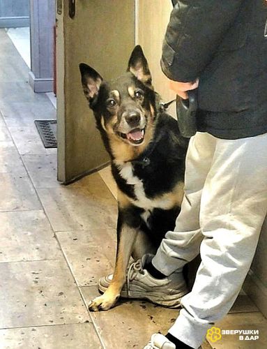 Срочно ищем любящую семью для Спайка!!!