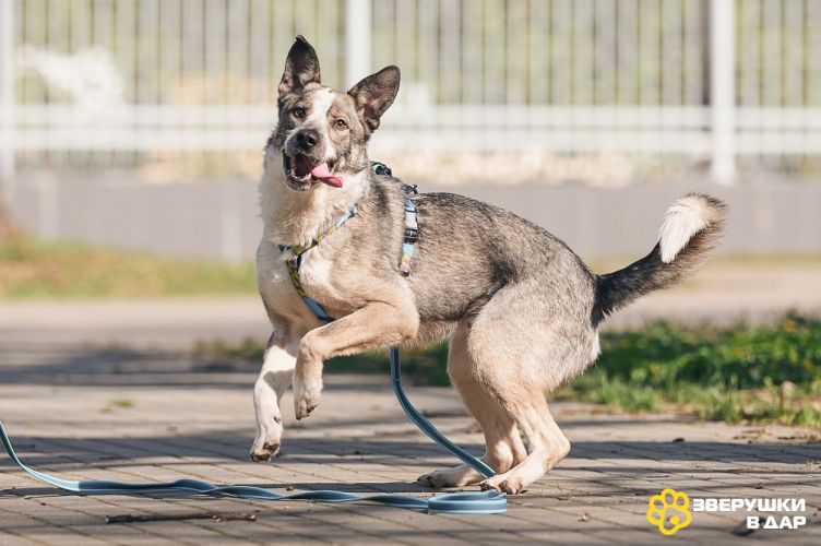Обаятельный и привлекательный Джаз ищет семью, которую будет бесконечно любить!