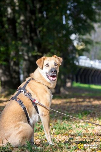 Чудесная Барабулька ищет дом и любящую семью!