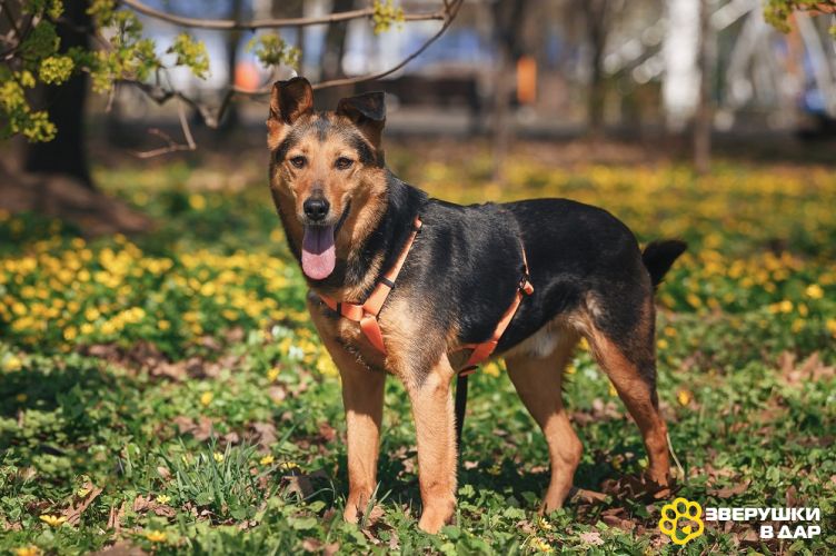 Очаровательный сердцеед Шабак в поисках любящей семьи!